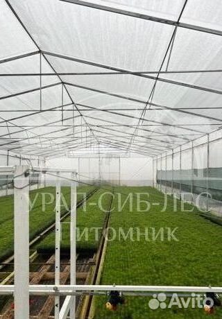 Лиственница Сибирская зкс сеянцы