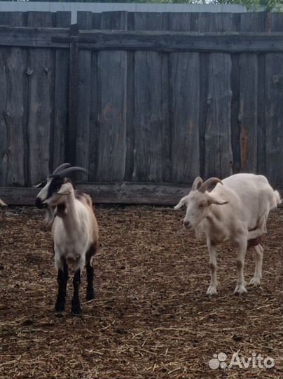 Козы и козлики