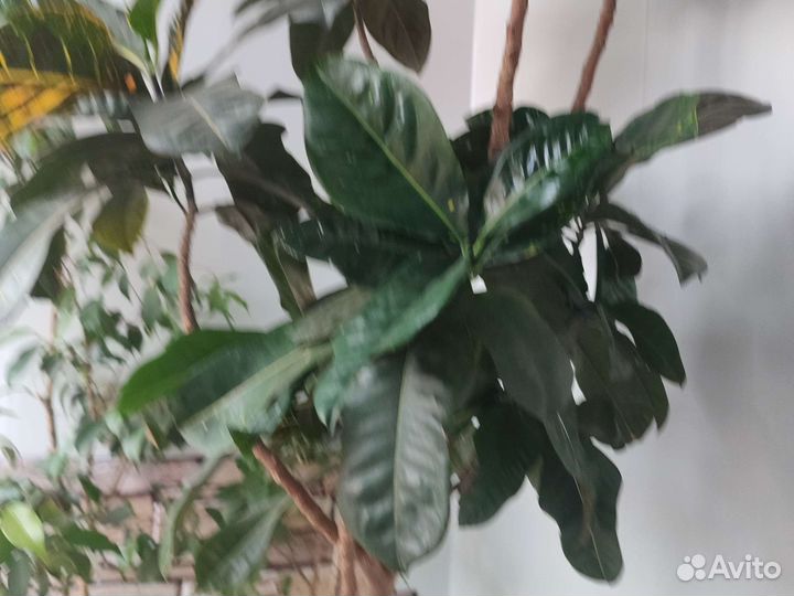 Продам цветы комнатные