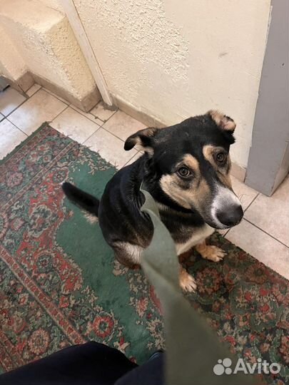 Собака в добрые руки