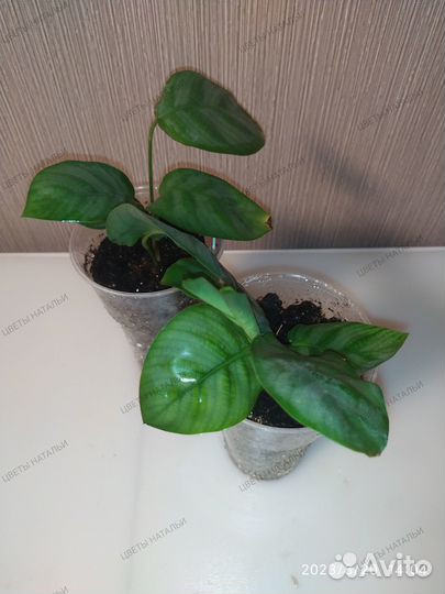 Калатея Макоя, Каролина, Руфибарба