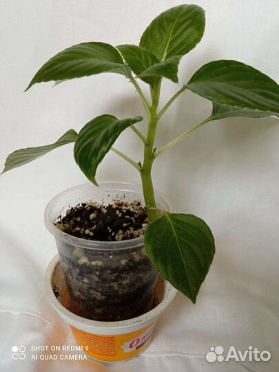 Детки бальзамина,бегонии,сансевиерия, пиперомия