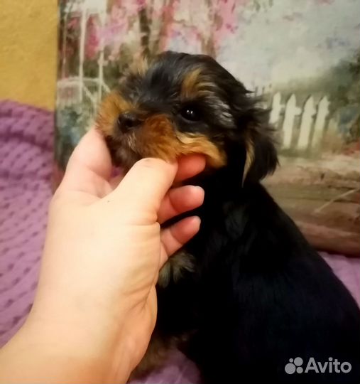 Йоркширский терьер щенки