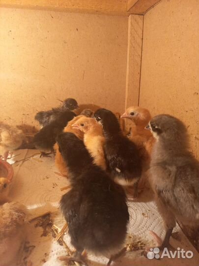Продам цыплят
