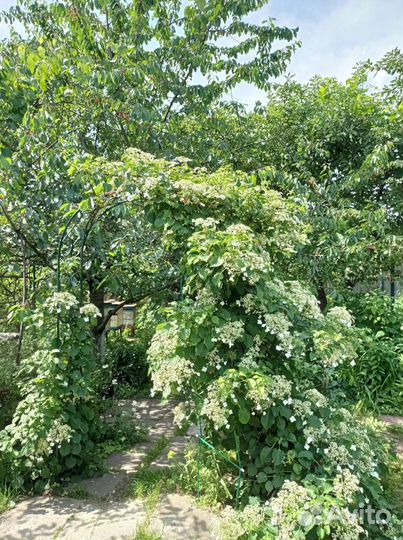 Гортензия черешковая Петиоларис