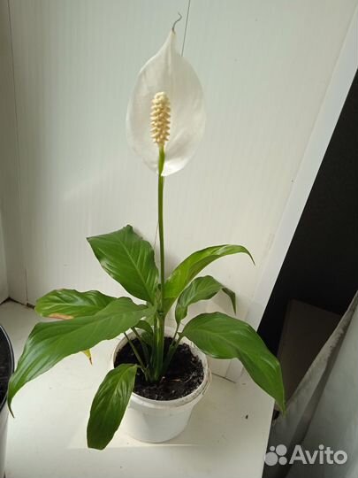 Спатифилум