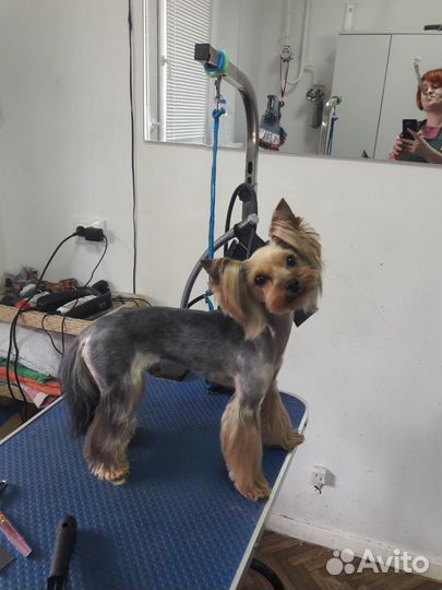 Стрижка собак и кошек Салон 