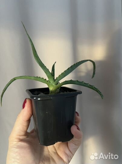 Алоэ столетник комнатые цветы