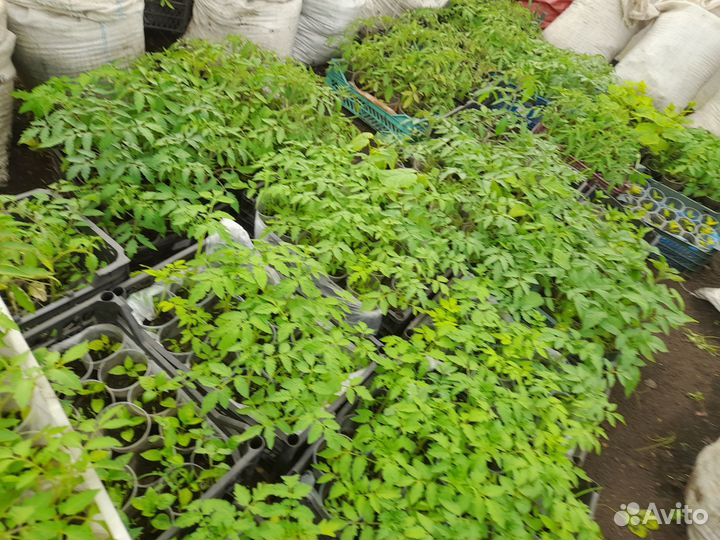 Рассада элитная томатов перца огурцов баклажан