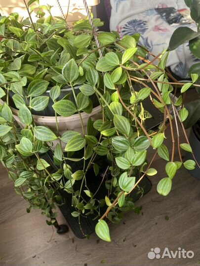 Пеперомия четырёхугольная