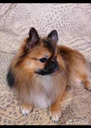 Мини шпиц вязка