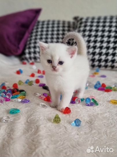 Красавчики