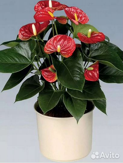 Антуриум(мужское счастье) зацветает