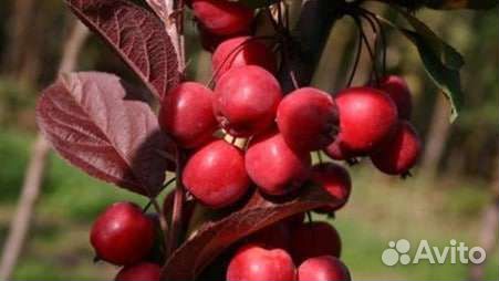 Розовая яблоня саженцы