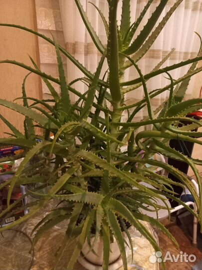 Алоэ лечебный 4 года