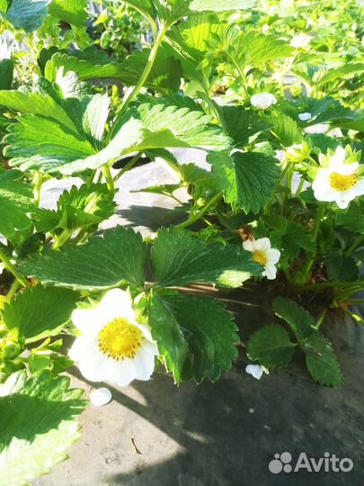 Рассада клубники