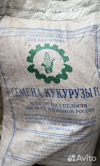 Семена кукурузы