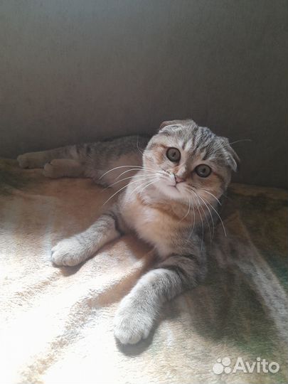 Шотландская малышка