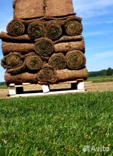 Рулонный газон