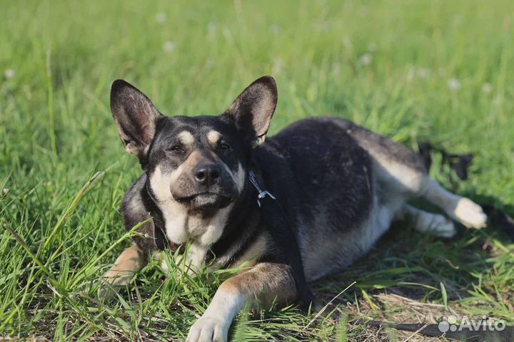 Собака в добрые руки