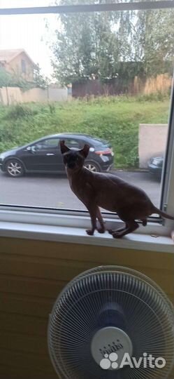 Сфинкс Эльф приглашает на вязку