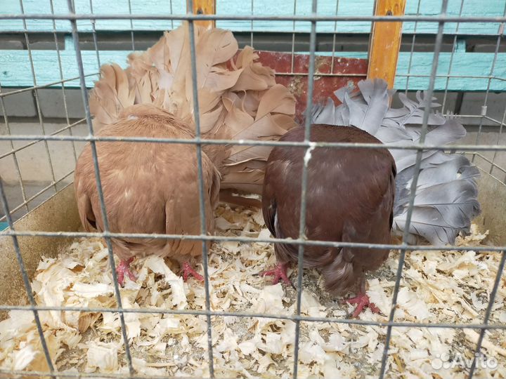 Голуби павлины