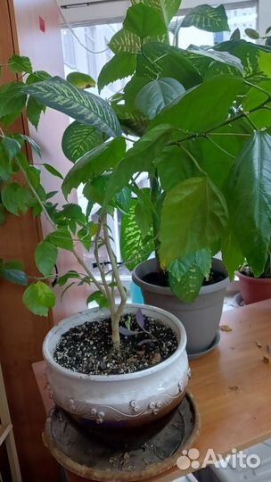 Гибискус китайская роза