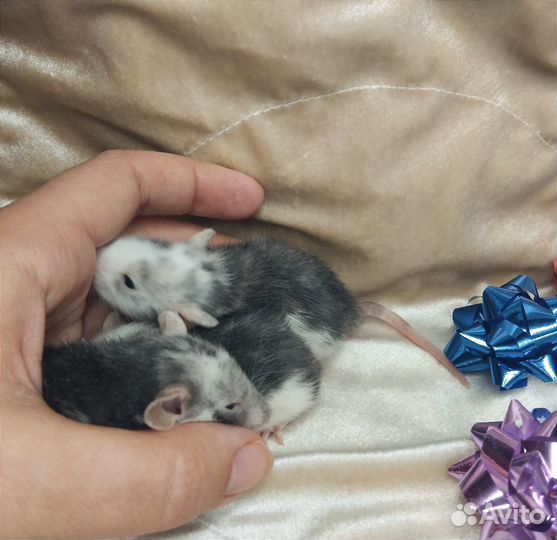 Крысята Дамбо редкого окраса и маркировки