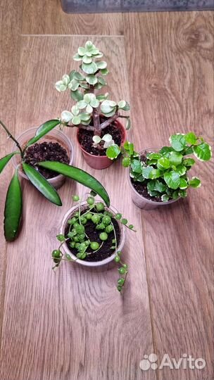 Комнатные растения