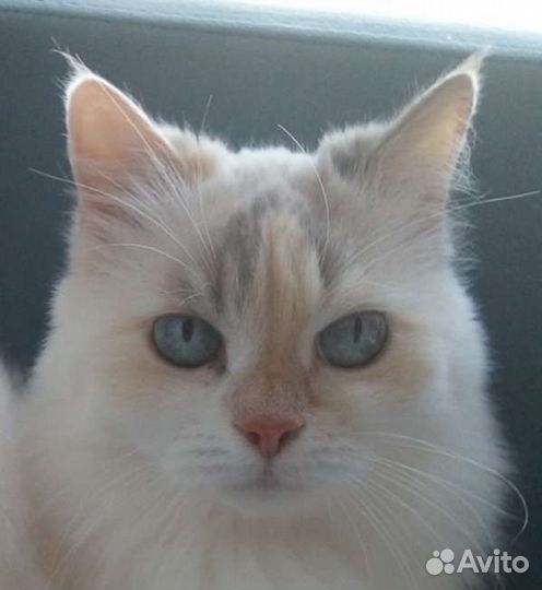 Кошка в дар бесплатно
