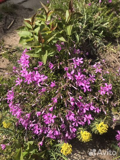 Шиловидный флокс