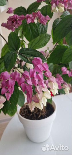 Клеродендрум томпсон