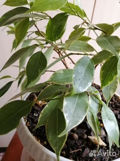 Фикус бенджамина кинки