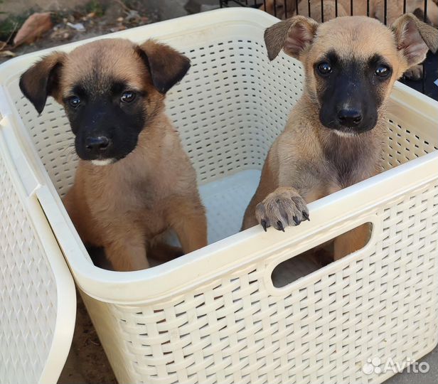 Охрана во двор