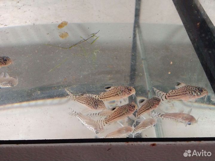 Эриокаулон (Ratonagiriuni), сомики, заморозка