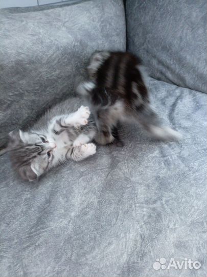 Домашние животные котята