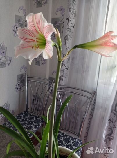 Гиппиаструм