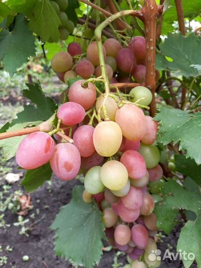 Саженцы винограда