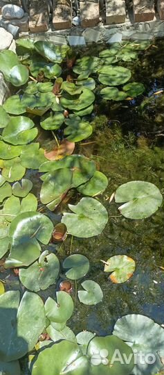 Улитки, роголистник, лилии прудовые