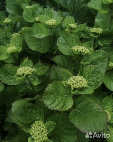 Гортензия - endless summer original