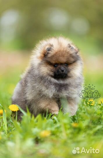 Померанские красивые малыши