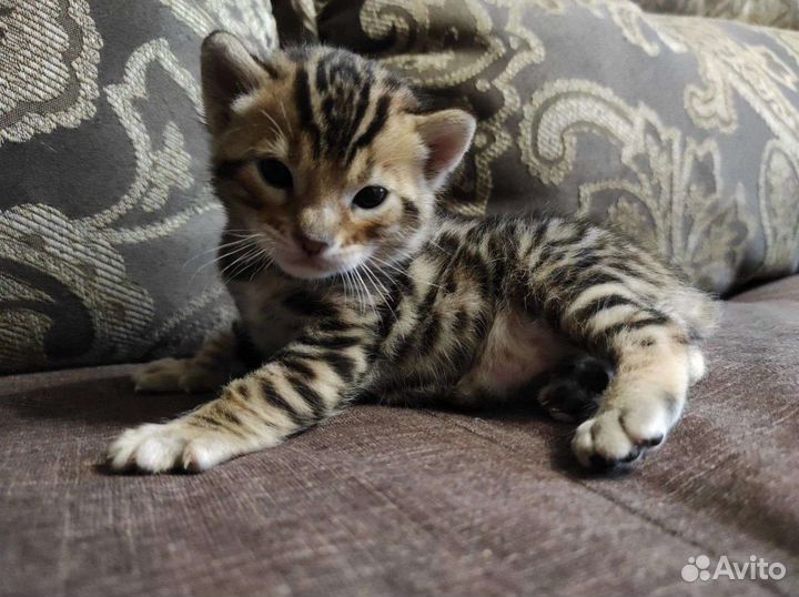 Бенгальские котята