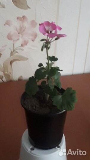 Пеларгония герань