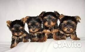 Девочки-миники