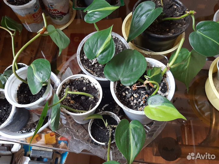 Комнатный цветок сциндапсус