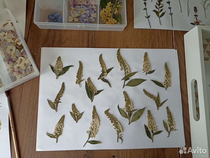Сухие цветы плоской сушки