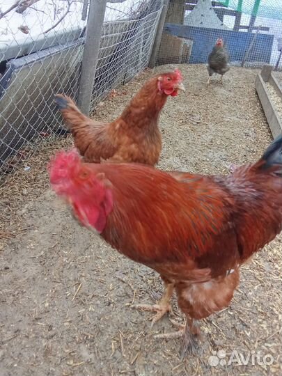 Молодые петухи