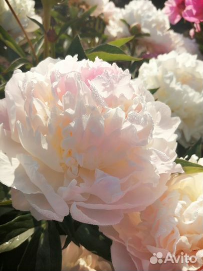 Пионы сортовые