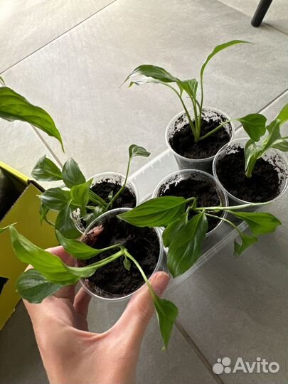 Спатифиллум (женское счастье)