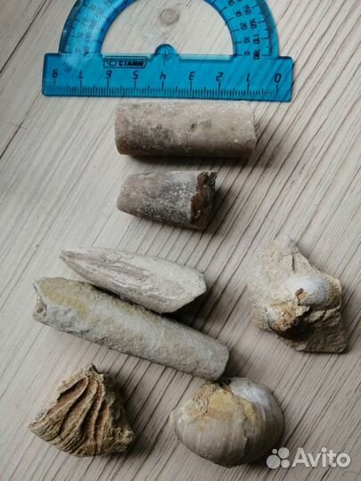 Белемнит чёртов палец ракушка панцирь